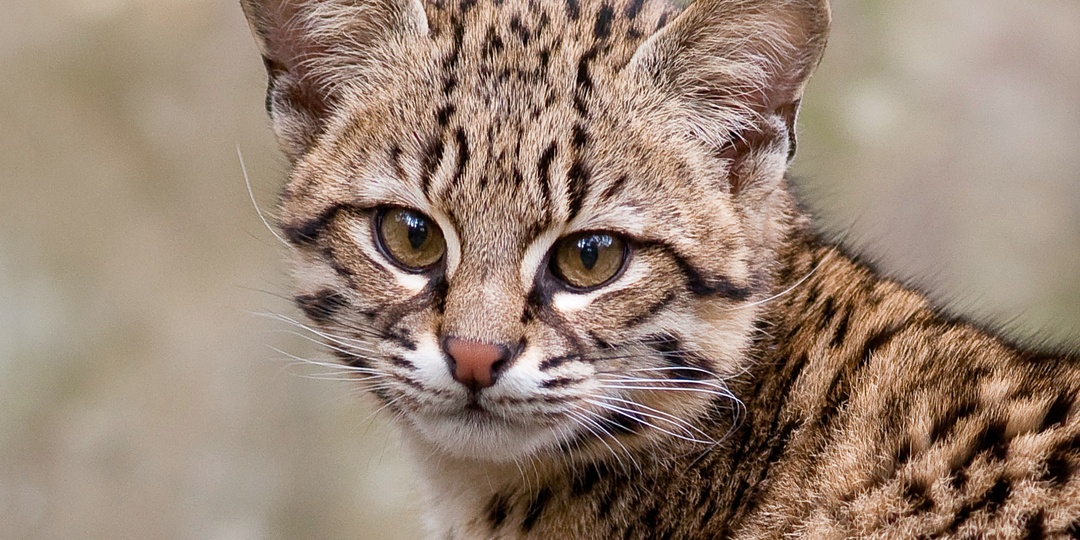 Почему нельзя заводить кошку Жоффруа, даже если очень хочется