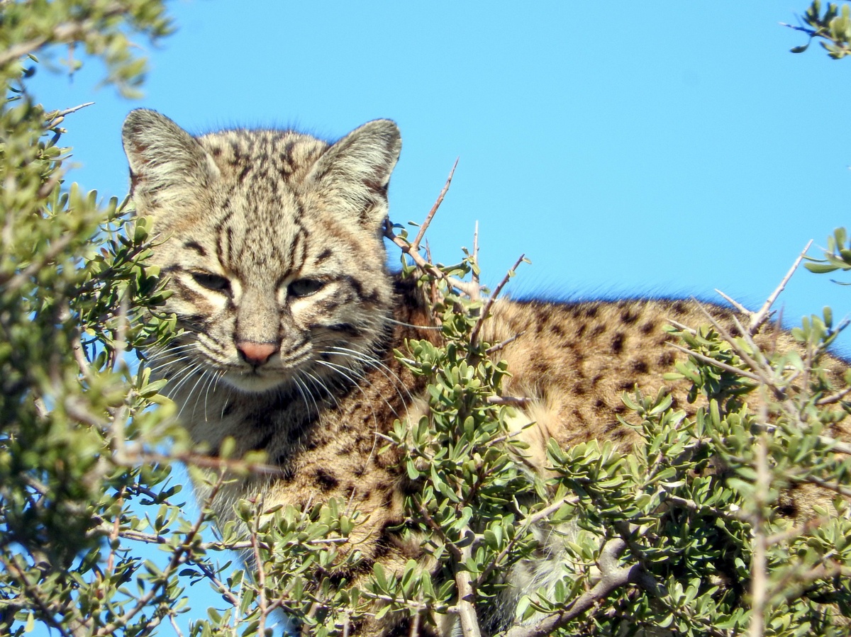 Фотография: diego Hernan Perez, CC BY 4.0