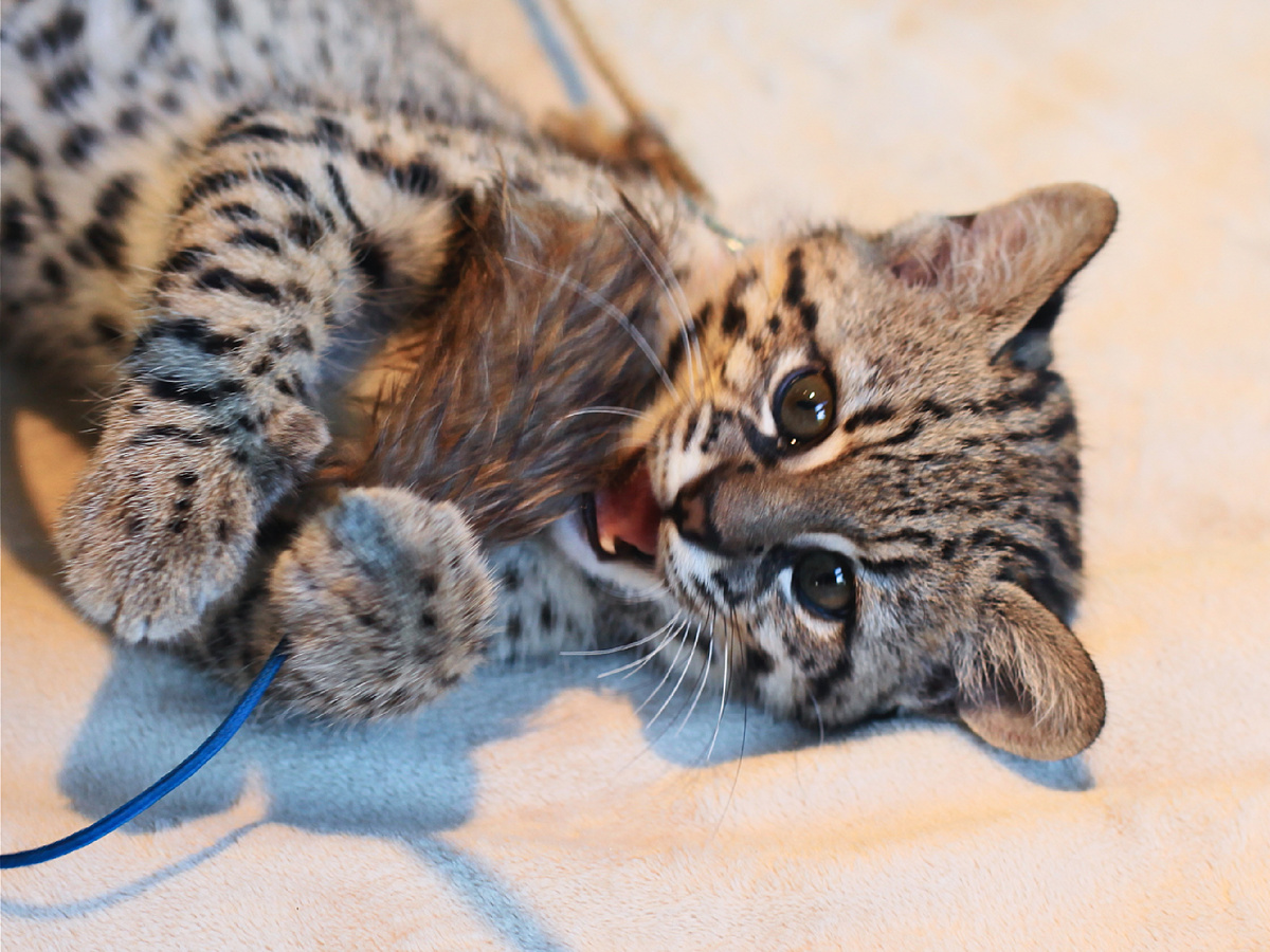 Фотография: Steve Jurvetson, CC BY 2.0