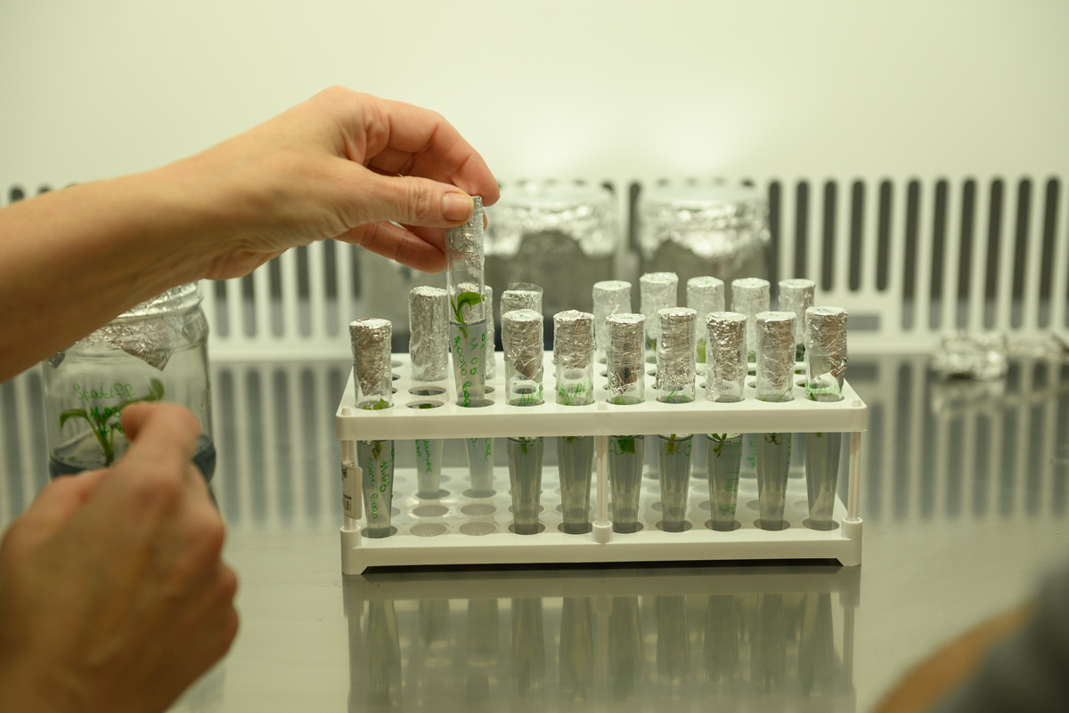 С 2023 года ГК «Горкунов» начала использовать научный метод для размножения огурца — микроклонирование.