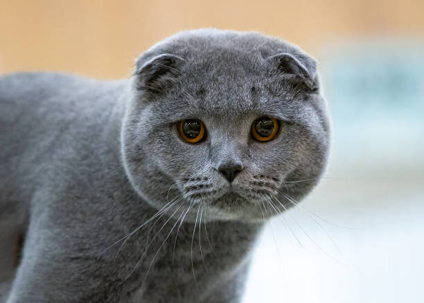 Шотландская вислоухая кошка
