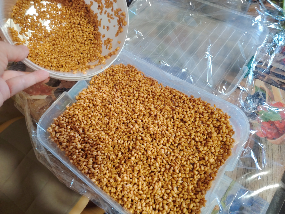 Пшеница на проращивание