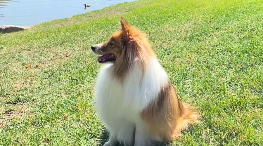 Шелти имеет более компактные размеры.