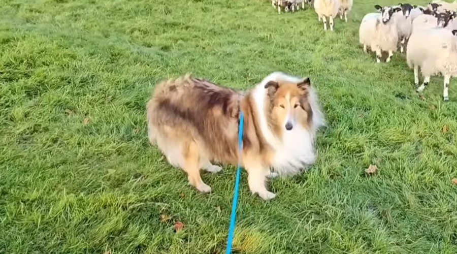 Колли создают меньше шума в домашних условиях.