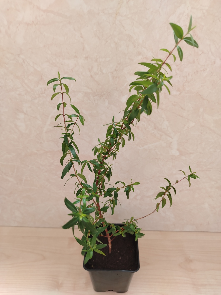 Мой мирт до обрезки 