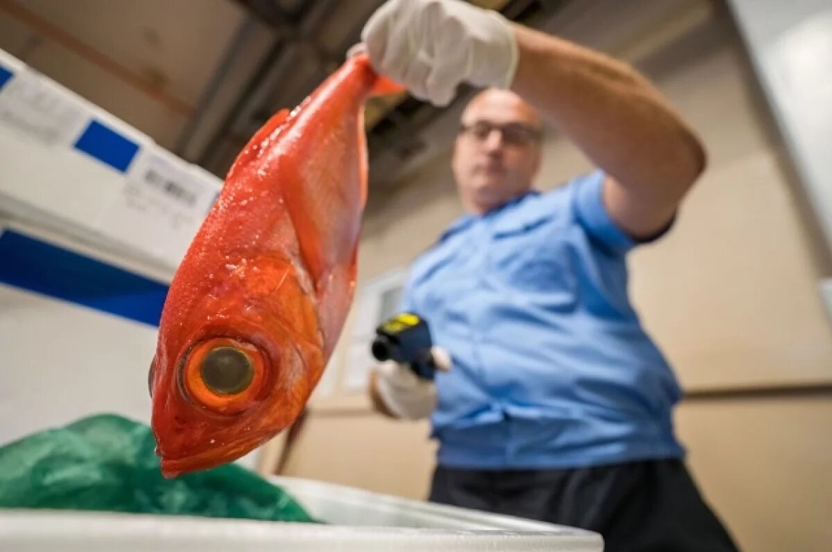    Из Сахалина и Приморья за неделю вывезли почти 30 тысяч тонн рыбы