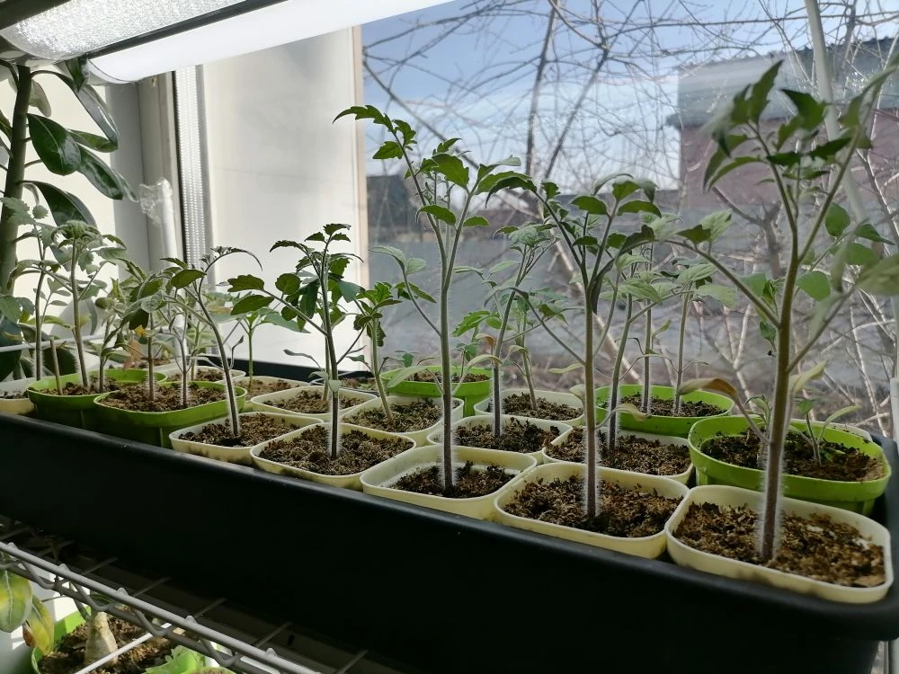 Рассада помидоров в горшочках с дренажными отверстиями, в большом и глубоком поддоне, сверху лампа, фото автора