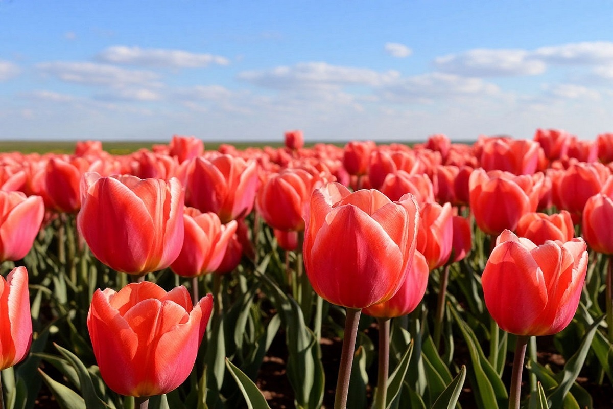    Фото: Коллаж RuNews24.ru