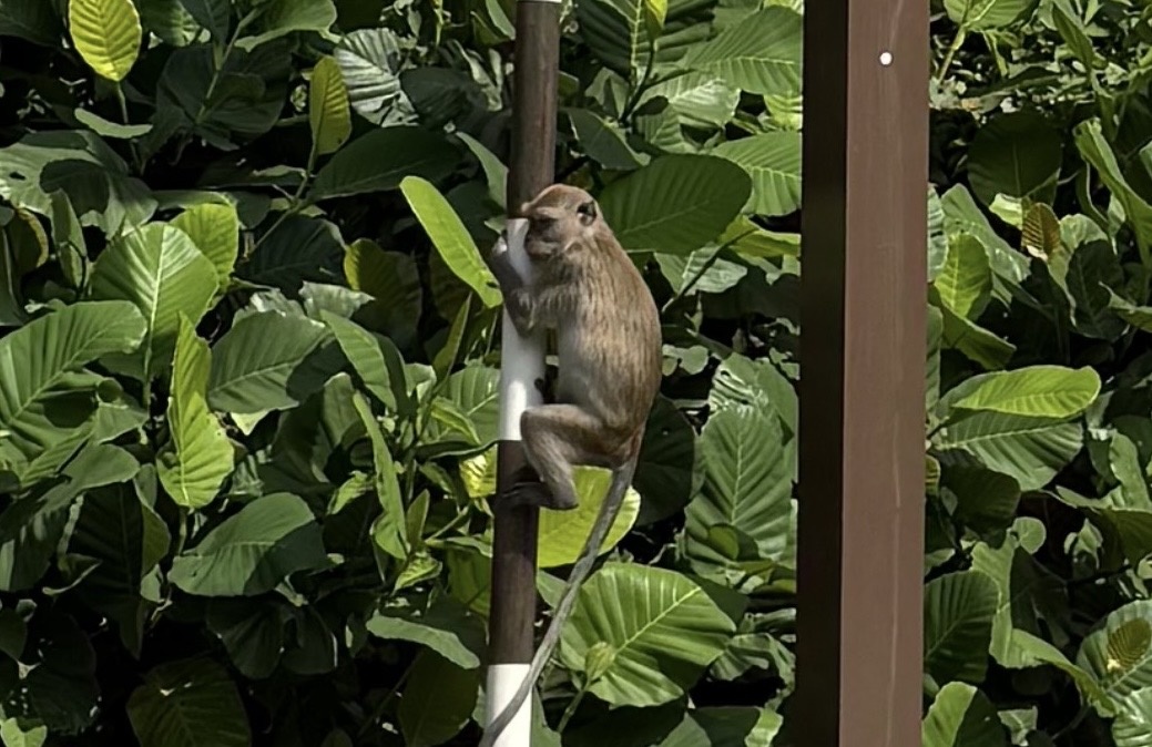 Макака на столбе