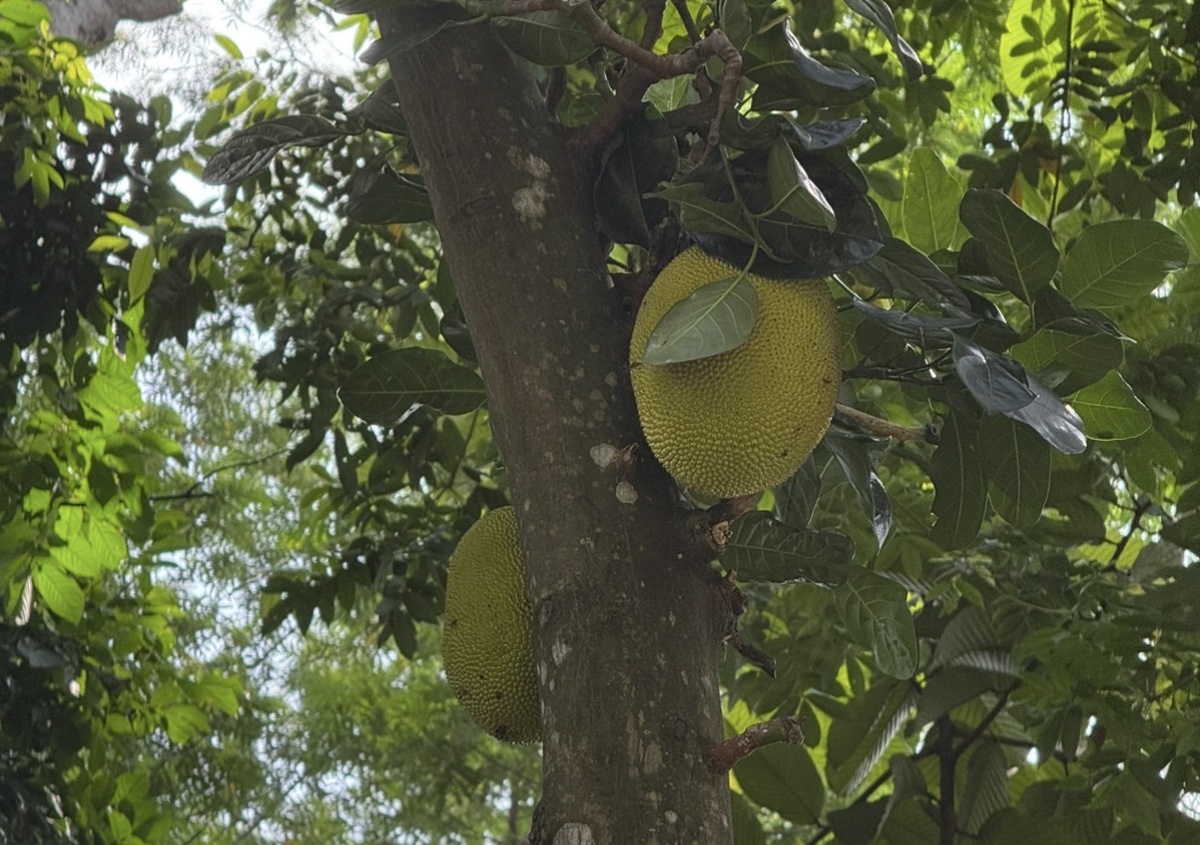 Дикий джекфрут