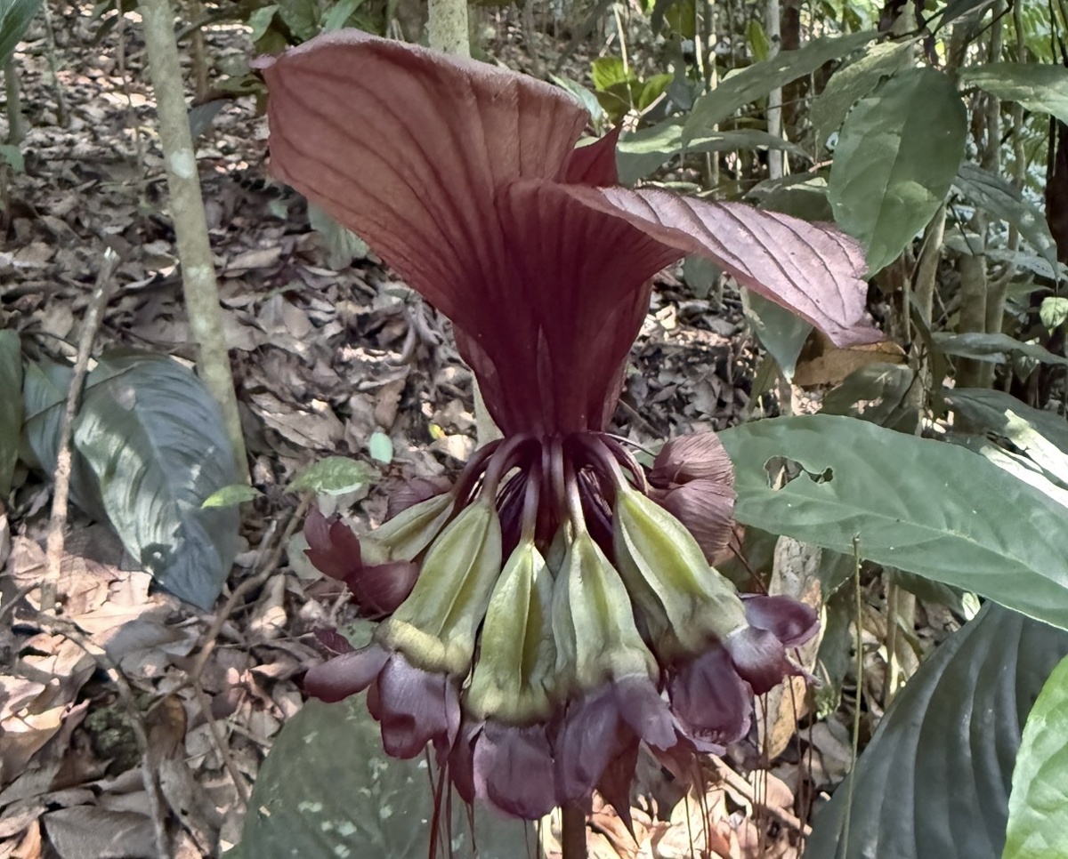 Такка с семенными коробочками (еще фото -->)