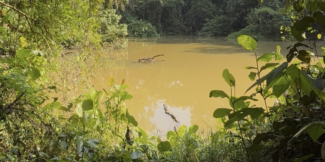 Прогулка к лесному озеру