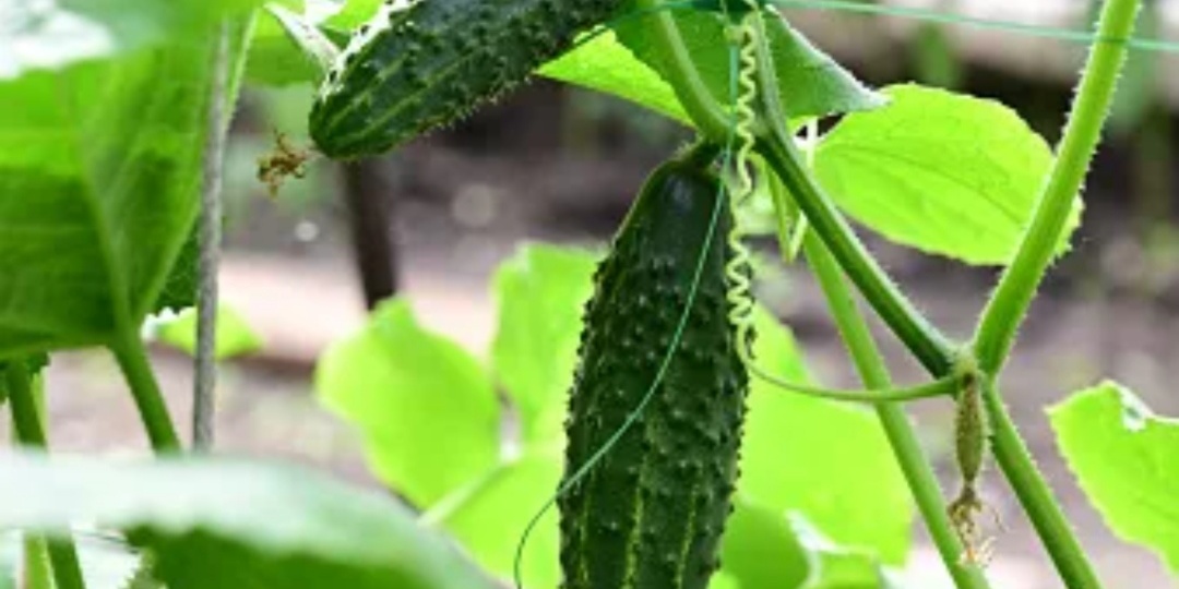 Как получить рекордный урожай огурцов? 7 секретов богатого урожая. Что любит эта культура.