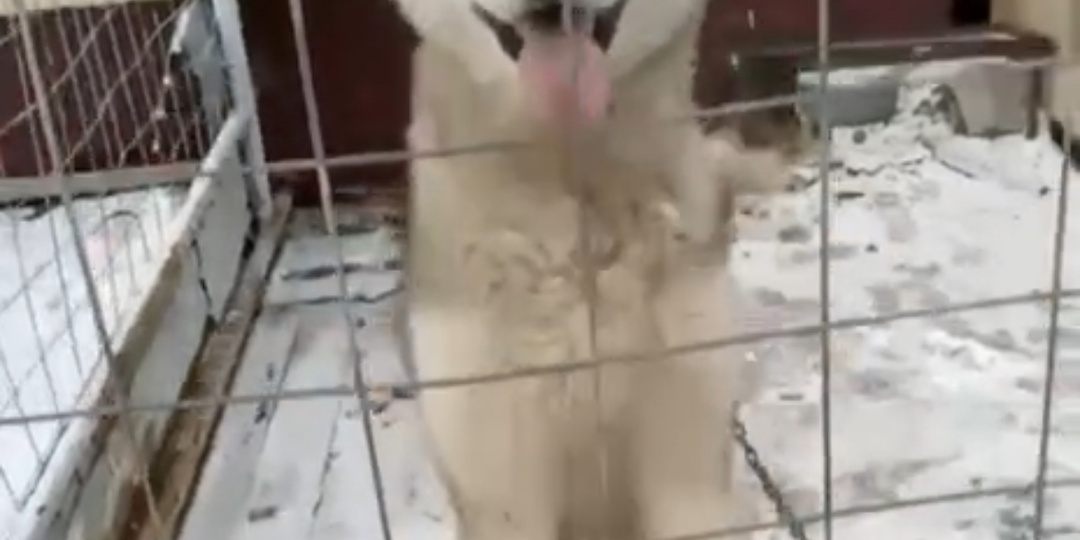 Ну неужели его так никто и не заметит! Они ведь маламута в ППБЖ сладут на погибель 😫