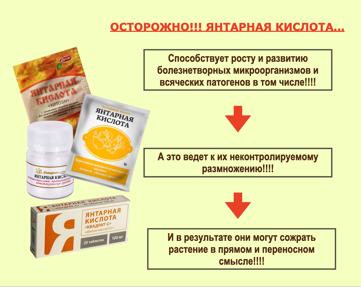 Янтарная кислота для растений. Орхидеи С Еленой Кузнецовой