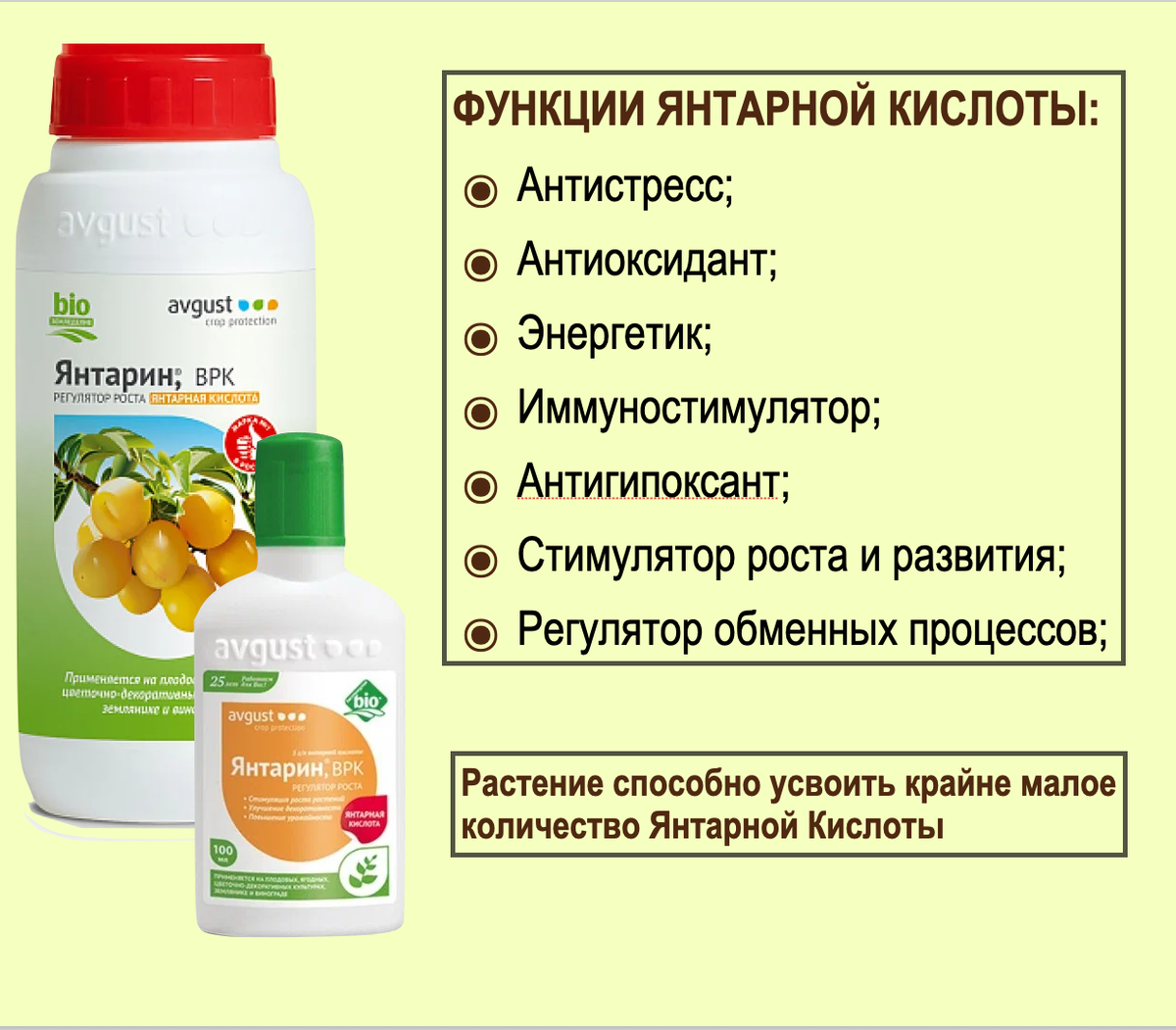 Функции янтарной кислоты. Орхидеи С Еленой Кузнецовой