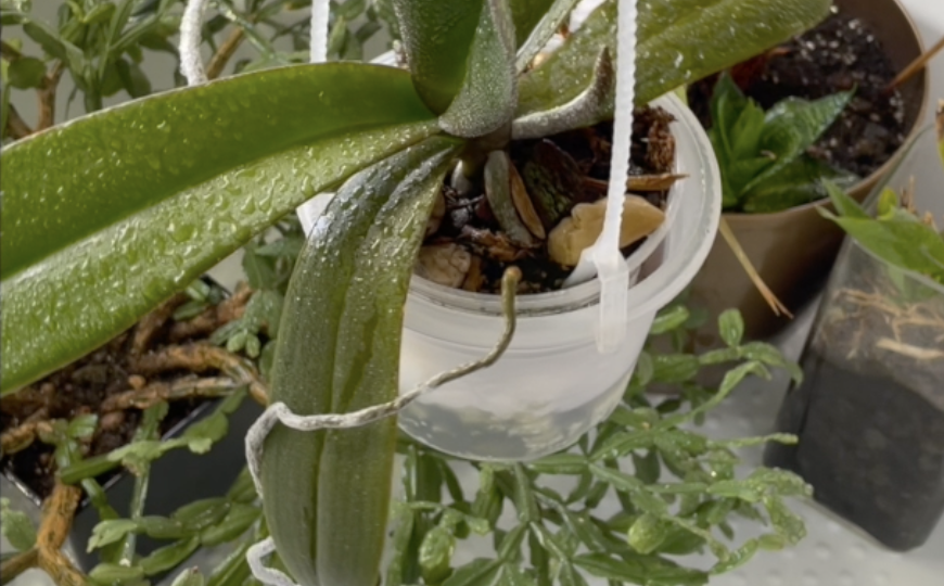 Осторожно! Янтарная Кислота может уничтожить орхидею