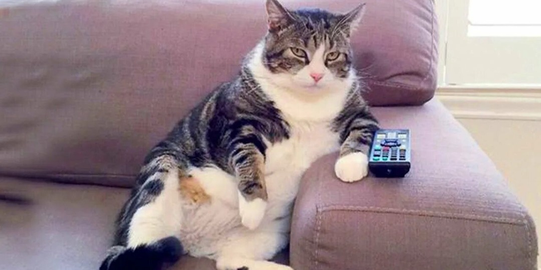 😸 Что сказала бы вам ваша кошка, если бы умела говорить