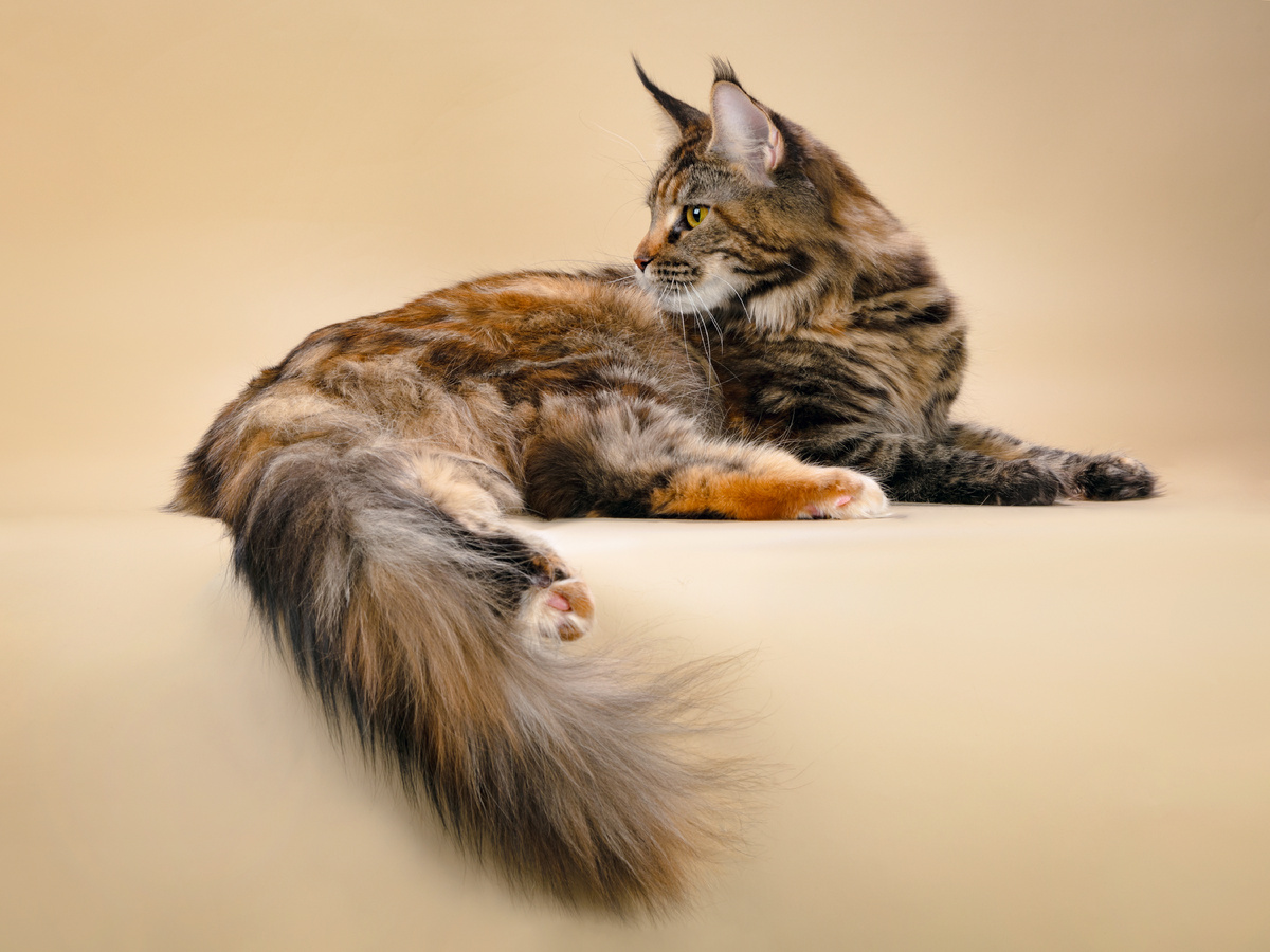 Danae Dark Flame 07.03.2026