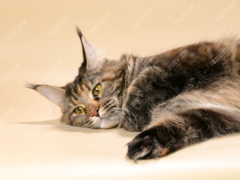 Danae Dark Flame 07.03.2026