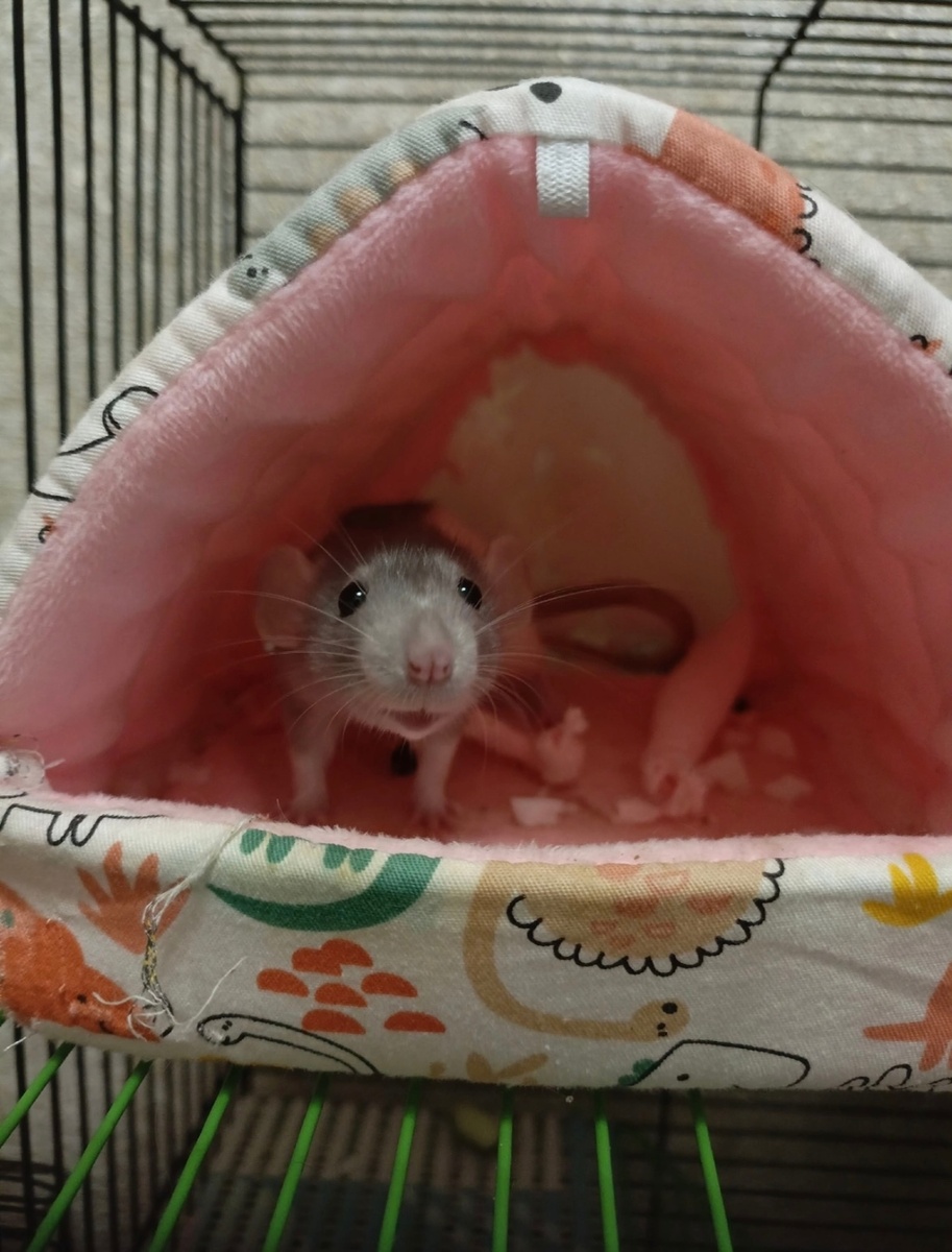 Крыска - малышка.