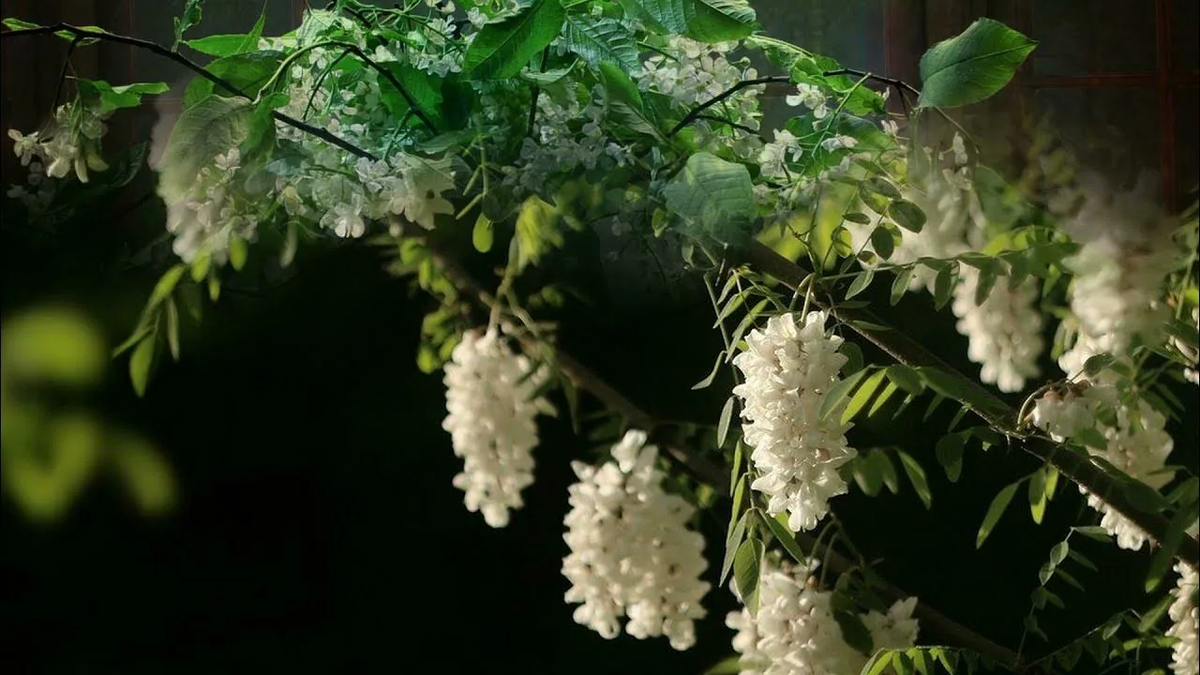 Белая акация