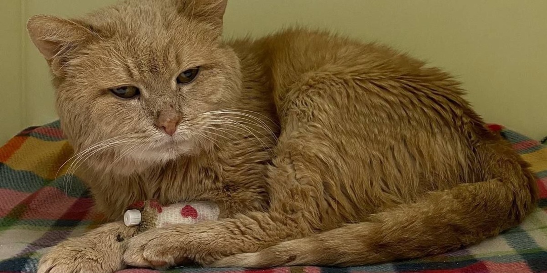 Большая беда приключилась с самым ласковым и добрым рыжиком Портиком. Очень нужна помощь неравнодушных!