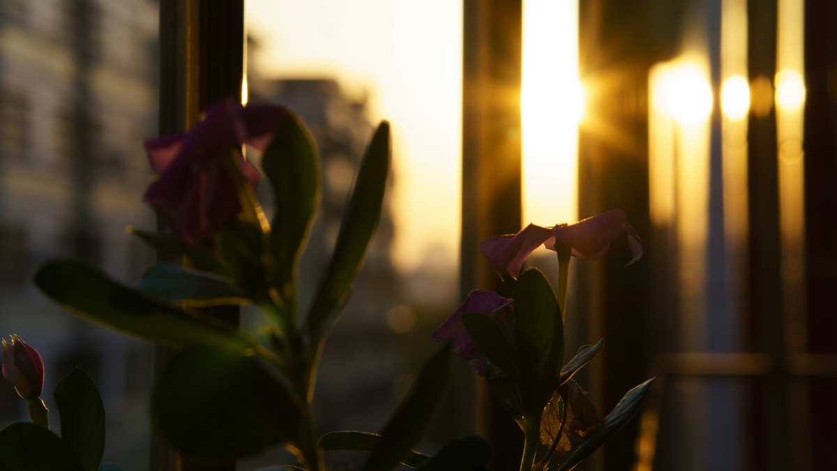 Автор: Shawn Rain