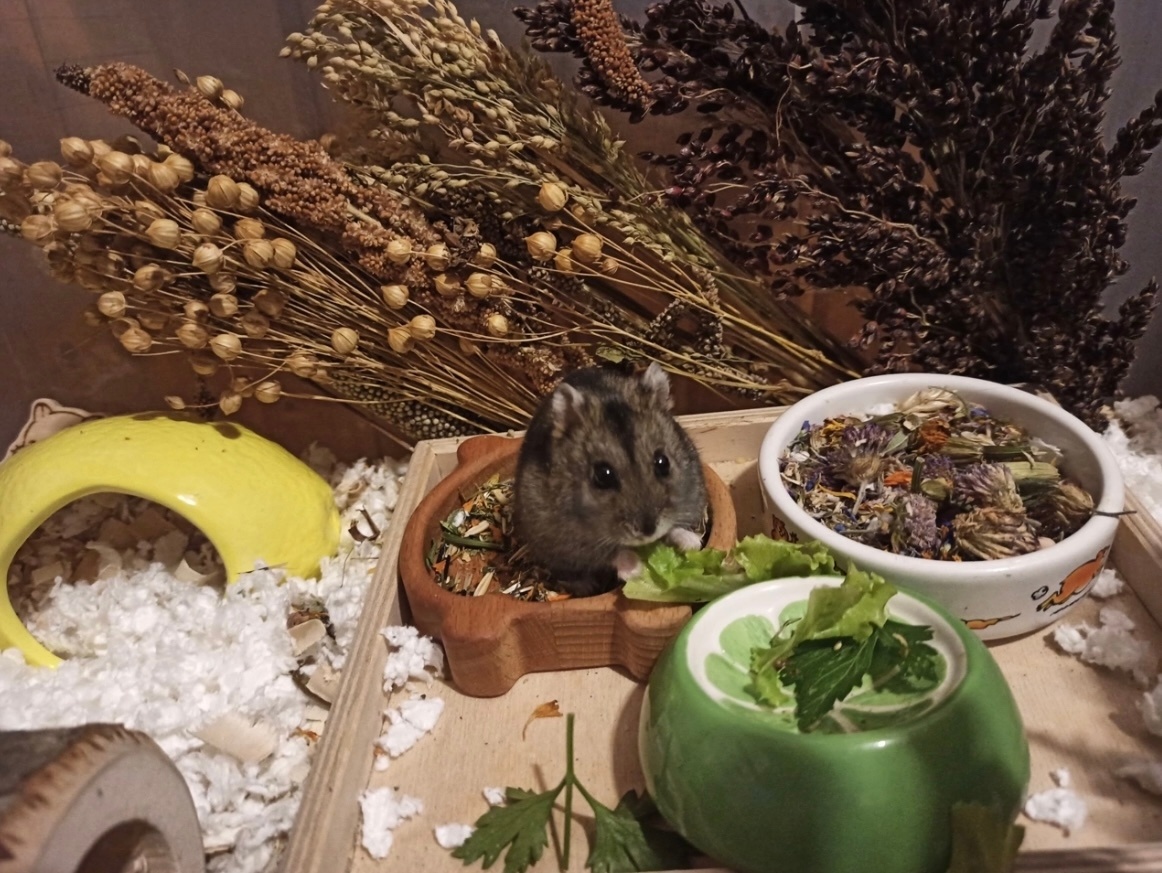 Маленький хомка.