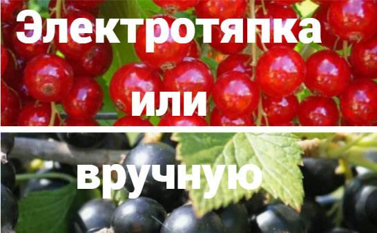 Как неправильная тяпка чуть не загубила мои грядки за одни выходные