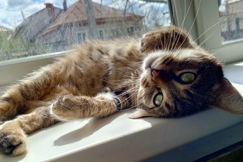 Я на солнышке лежу