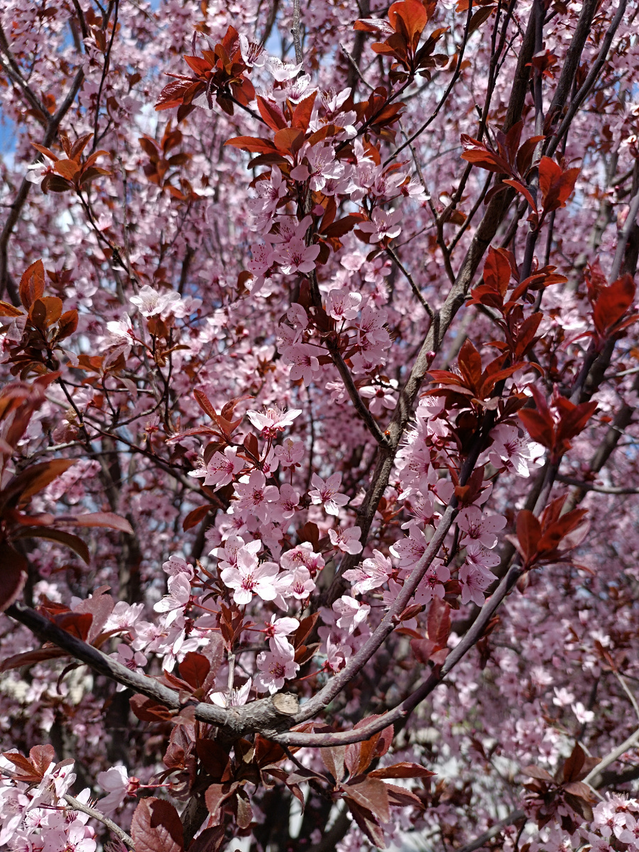 Слива,  аромат просто кружит голову. 