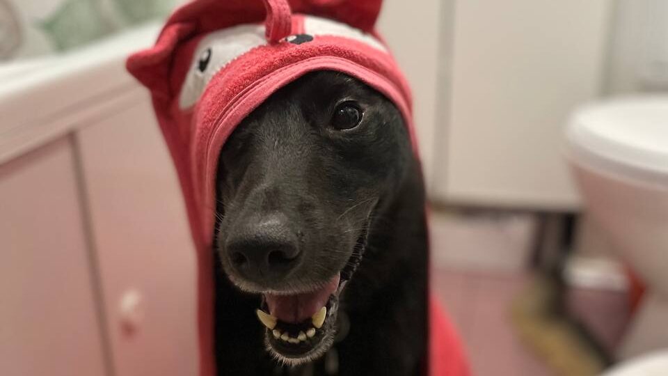 Четыре с половиной года назад в Чувашии подобрали щенка. С тех пор найти ему дом не получается