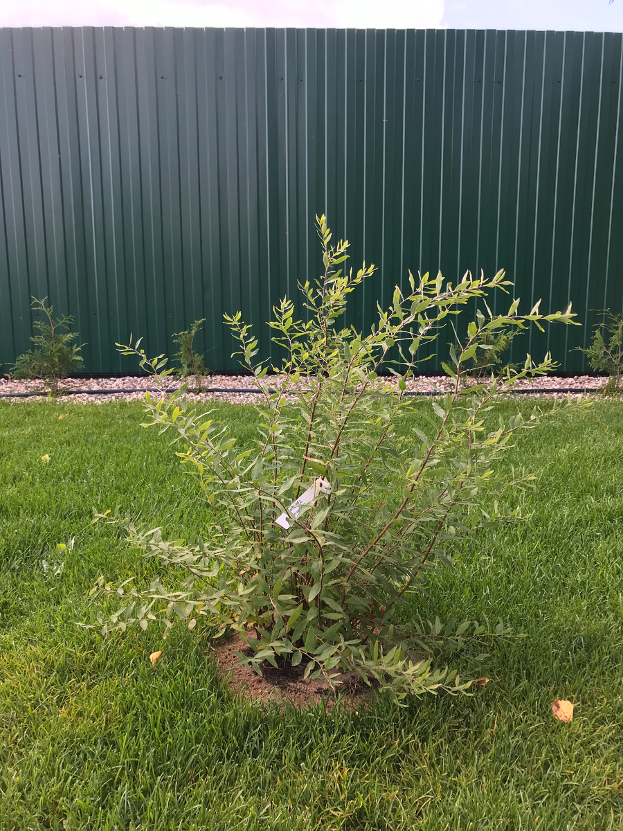 22 августа 2020 года - осенняя посадка саденца