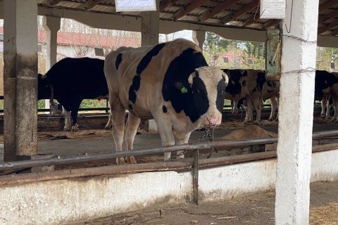 "Контроля нет, стратегии нет": новосибирские депутаты раскритиковали министра сельского хозяйства из-за изъятия скота