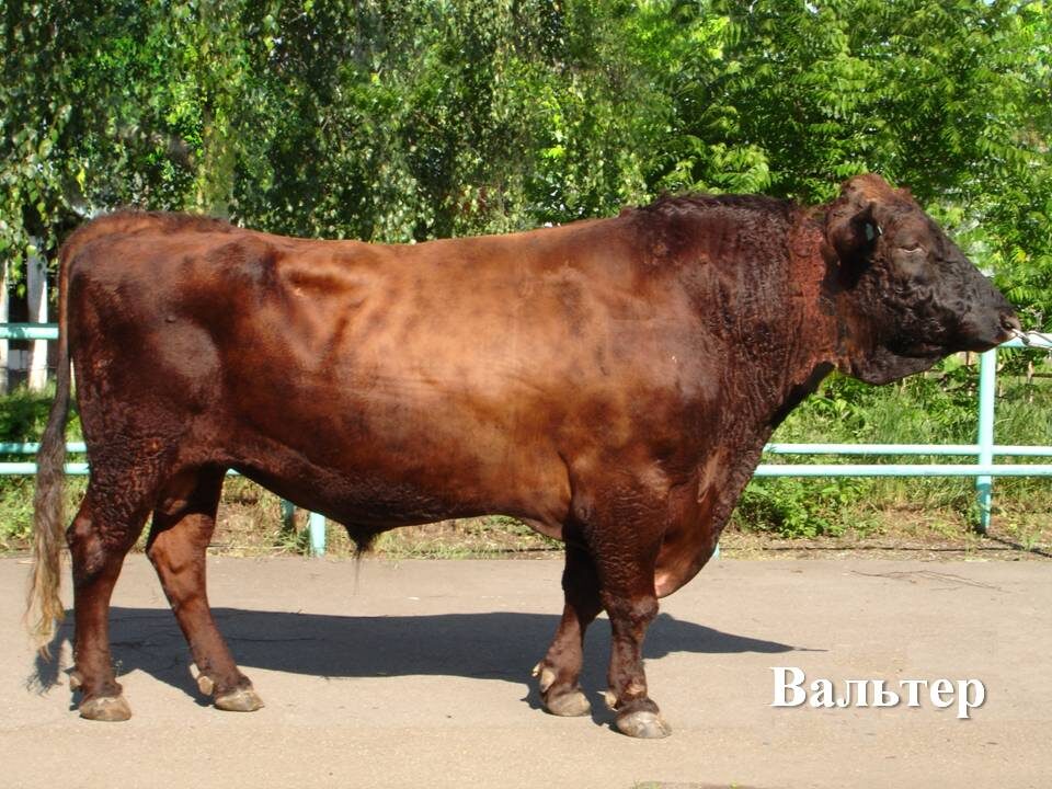 Бык Вальтер АО Краснодарское