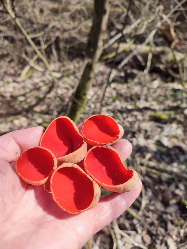     © фото - ВК Курские грибники, грибы, ягоды