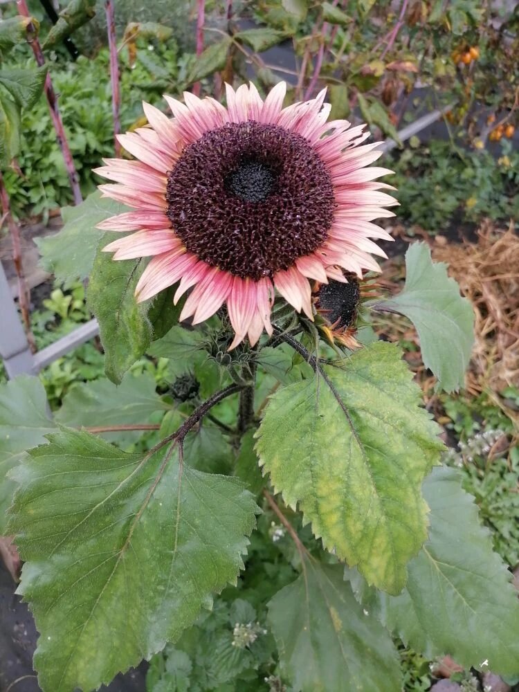 В прошлом году взошел единственный подсолнух Дон Жуан и зацвел перед самыми заморозками, а сажала еще и Итальянский белый, оба в холодном мае, фото автора