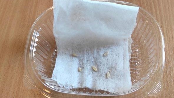 4 ошибки посадки огурцов: наконец разобрался и получил дружные всходы