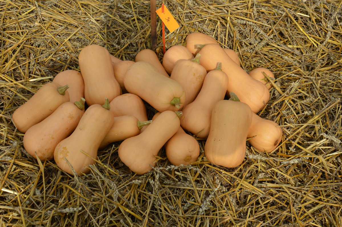 Тыква Матильда F1 - урожайность и стандартность. Самый популярный вариант на рынке. 