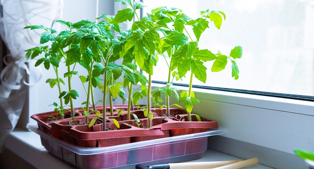 Уход за рассадой в апреле: пять главных дел, чтобы не остаться без урожая