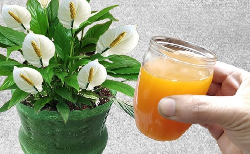 Цветы растут на глазах: натуральная морковная подкормка для домашних растений