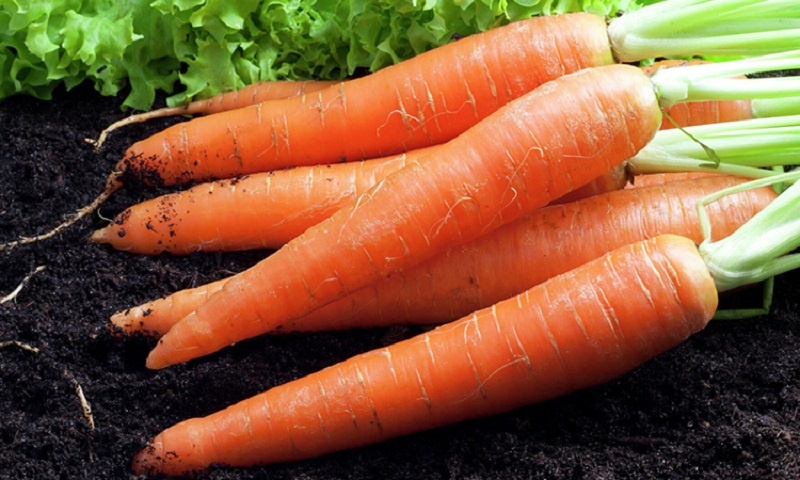 Цветы растут на глазах: натуральная морковная подкормка для домашних растений