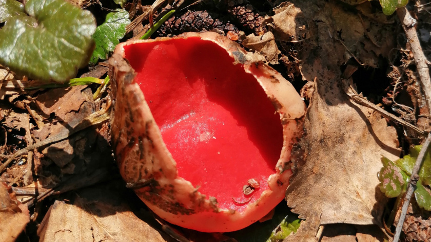     Грибы и Ягоды Марий Эл-Йошкар-Ола — Йошкин Гриб