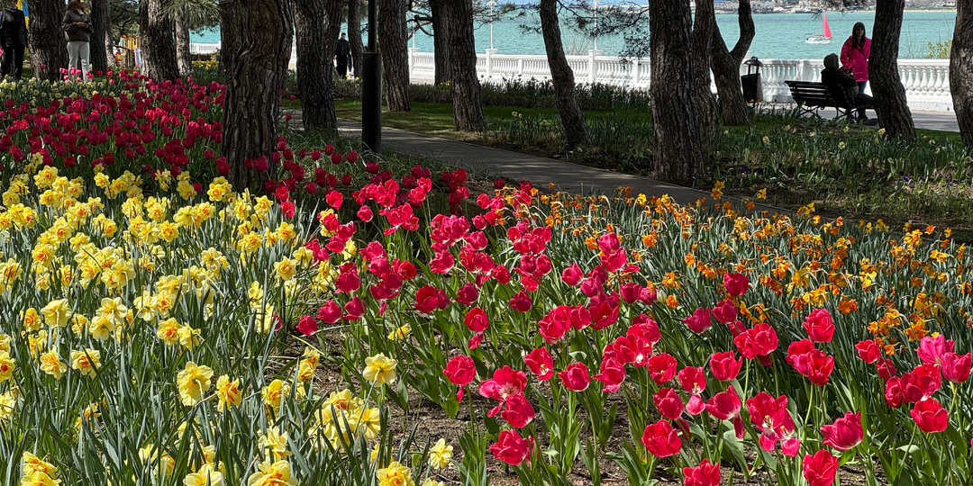 Выбираем "генерала" весны или что цветет в Геленджике