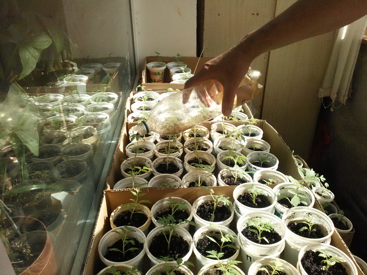 Рассада на лоджии