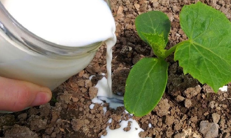 ������� �������� ���������, ������� ������ ���� ������: ������ ��� ����� � ������ �������� ������