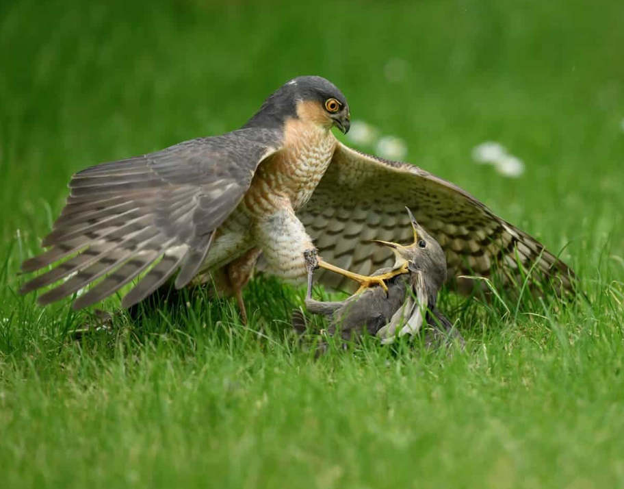 В категории «Повадки животных» победу одержал снимок под названием «Немезида».