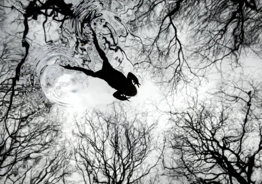 Кадр, признанный лучшим среди всех участников состязания.