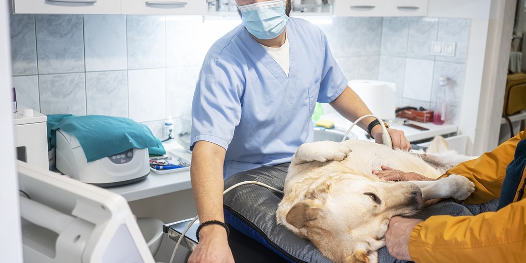 Как понять, что ветврач вам не подходит и не тратить лишние деньги и нервы